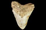 Fossil Megalodon Tooth - North Carolina #109722-1